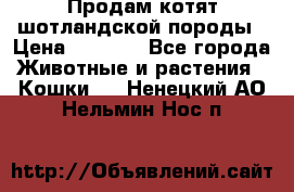 Продам котят шотландской породы › Цена ­ 2 000 - Все города Животные и растения » Кошки   . Ненецкий АО,Нельмин Нос п.